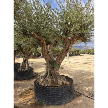 Olea tronco viejo selección circunf. 140/160 CTM